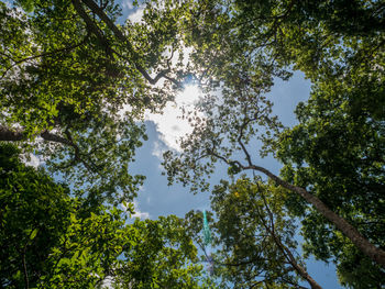 Low angle view of sunlight streaming through trees