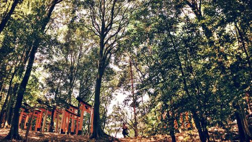 Low angle view of trees in forest against sky