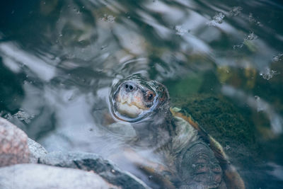 High angle view of turtle in lake