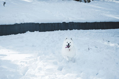 White in white. samoyed dog