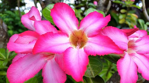 Close-up of pink flowers blooming outdoors