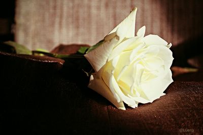 Close-up of rose