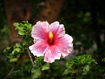 Close-up of pink flower