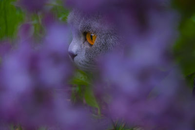 Close-up of cat on purple flower