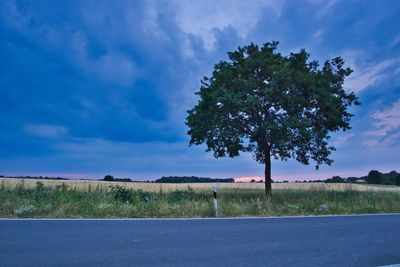 Tree by road against sky