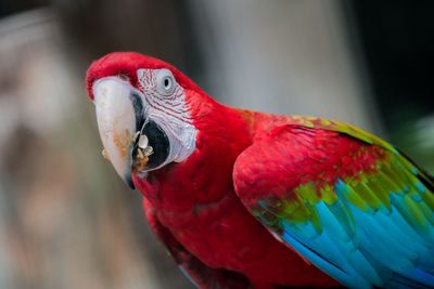 Close-up of parrot perching on branch