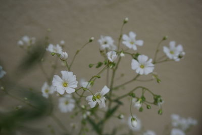 Close-up of white flowers blooming outdoors