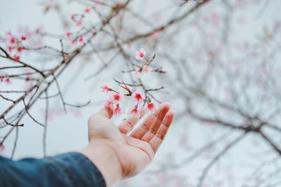 Low angle view of hand holding cherry blossom