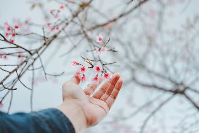 Cropped hand of woman by flowers on tree