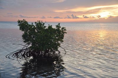 Scenic view of sea at sunset