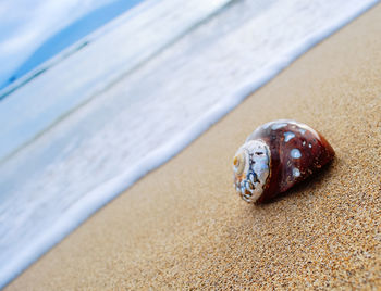 Close-up of crab on sand at beach