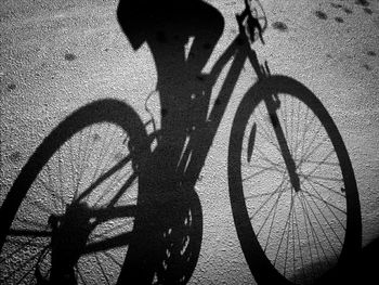 Shadow of tree on the wall