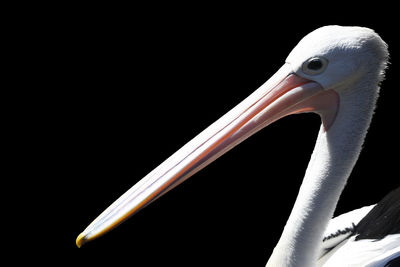 Close-up of a bird against black background