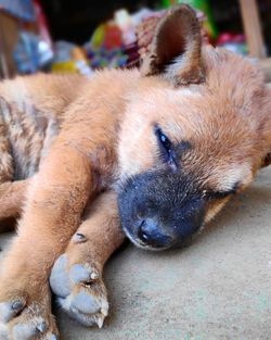 Close-up of a dog sleeping