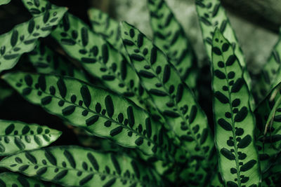 Green tropical jungle leaves background, natural exotic lush foliage.