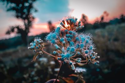 Close-up of flowering plant against sky