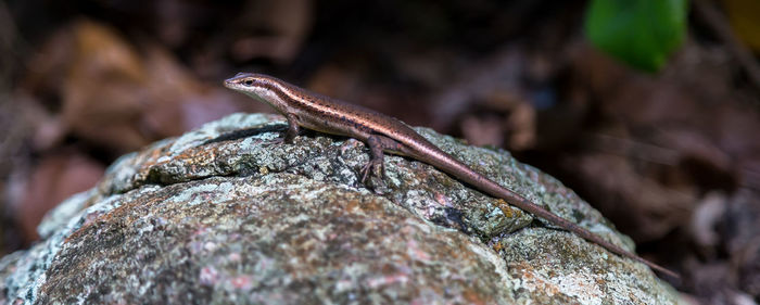 Close-up of lizard on rock