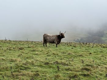 Goats on field