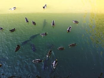 High angle view of ducks swimming in lake