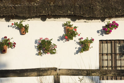 Potted plants hanging on white wall