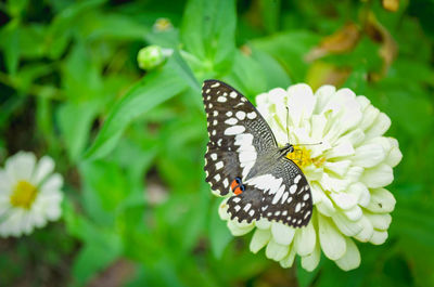 High angle view of butterfly pollinating on flower