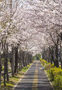 View of cherry blossom trees along road