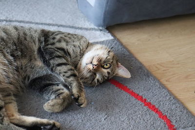 High angle view of cat resting