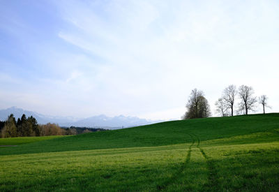 Scenic view of field against sky