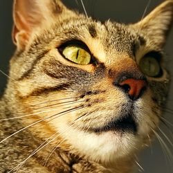 Close-up portrait of a cat