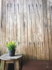 Potted plant on wooden wall