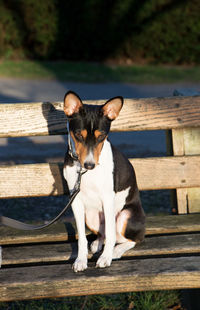 Portrait of dog sitting on wood