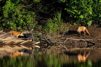 Fox kit reflection