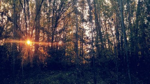 Trees in forest during sunset