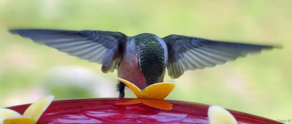 Close-up of bird flying