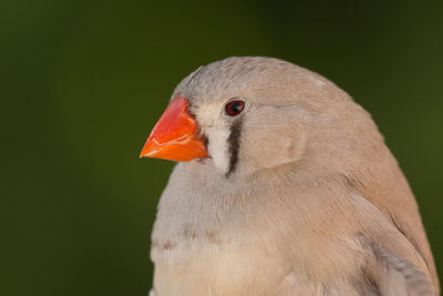 Close-up of a bird looking away