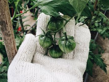 Cropped hand wearing gloves holding eggplants at farm