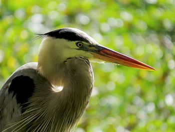 Close-up of a bird