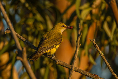 Close-up of a bird perching on branch