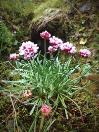 Close-up of pink flowers blooming outdoors