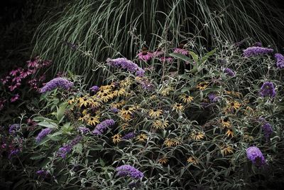 Close-up of purple flowers at night