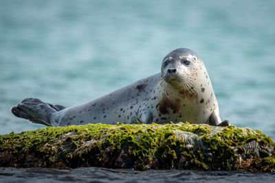 View of an animal on rock