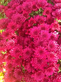 Full frame shot of pink flowers