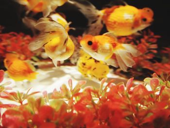 Close-up of yellow flowers in aquarium