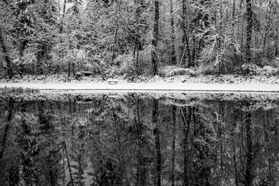 Scenic view of lake in forest