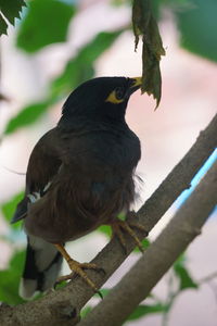 Close-up of bird perching on branch