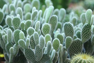 Close-up of succulent plant