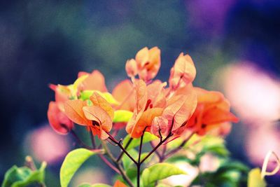 Close-up of flowers blooming outdoors