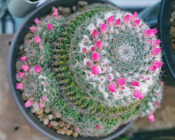 High angle view of succulent plant in pot