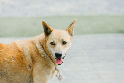 Close-up of dog