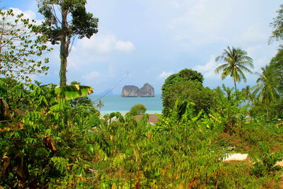 Scenic view of palm trees by sea against sky